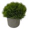 Artifcal Plant Plus Pot