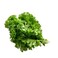 Lettuce Kale