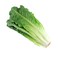 Lettuce Romaine