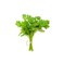 Coriander