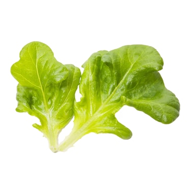Oak Leaf Green