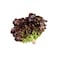 Oak Leaf Red