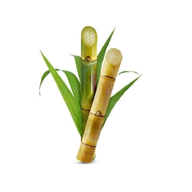 Sugarcane