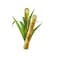Sugarcane