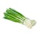 Onion Spring