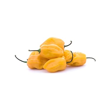 فلفل حار هابانيرو أصفر