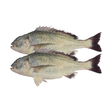 سمك سبيطي المحلي