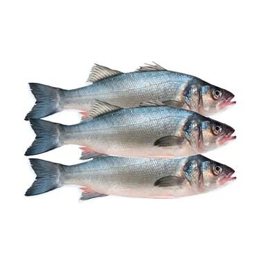 سمك القاروص التونسي