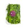 Local Baby Mustard Mix 100g