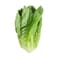 Lettuce