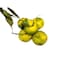 Clementine With Leaves