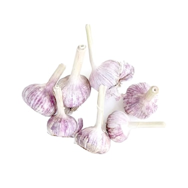 Garlic