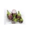 Indian Round Brinjal