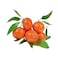 Clementine With Leaves