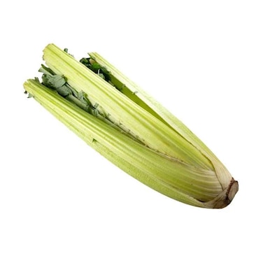 Cardoon (Moroccan Artichoke)