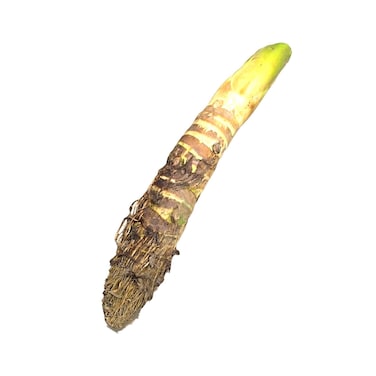 Bangladesh Gulgas Taro