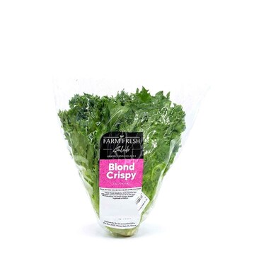 Kenya Blond Butterhead Lettuce