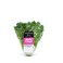 Kenya Blond Butterhead Lettuce