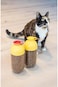 LocknLock Interlock Pet Wet Food and Treat Container, 1.0 Litre Capacity, Yellow/Transparent