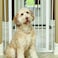 Midwest Steel Glow Stripe Pet Gate, White - 39H x 29.5-38W (Adjustable) Inch