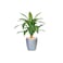 Corn leaf tree 80 cm