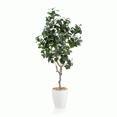 Lemon leaf tree, white basin, 135 cm