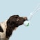 Coockoo Ball with Rope Loop Catch Me Dog Toy - Blue/Green