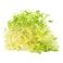 خس فريزي أصفر