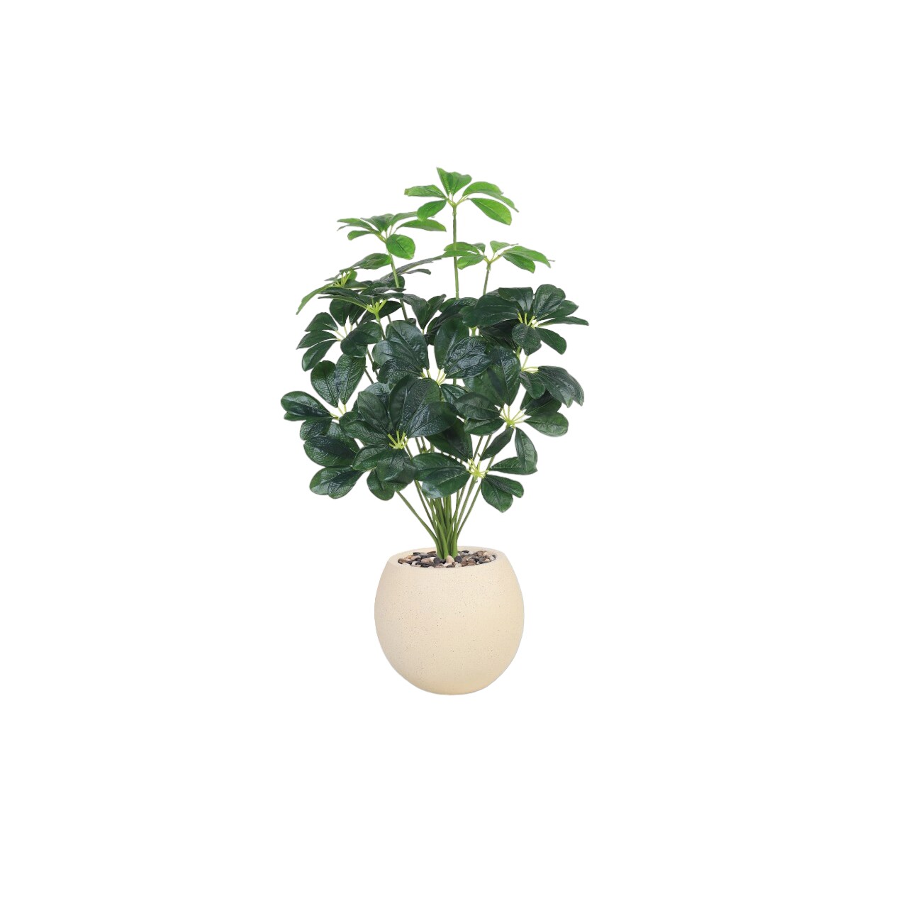 Buy Schaefflera tree 75 cm Online | Carrefour KSA