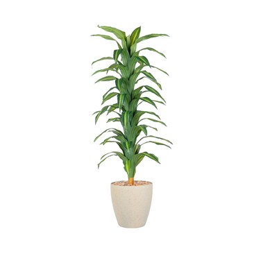 Corn leaf tree 185 cm