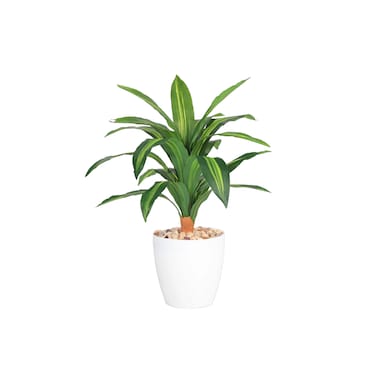 شجره اوراق الذره 80 سم