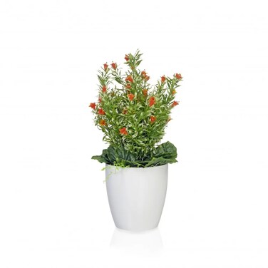 شتلة زنبق النهار بلون الغروب 50سم