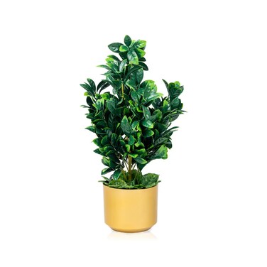 Japanese mud seedling 65 cm