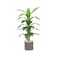Corn leaf tree 120 cm