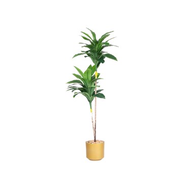 Dracaena tree, 140 cm