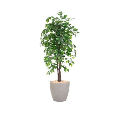Ficus tree 160 cm