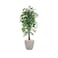 Ficus tree 160 cm
