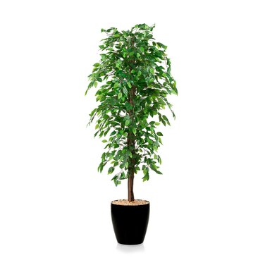 شجرة فايكس بنجاميني بجذع طبيعي 190سم