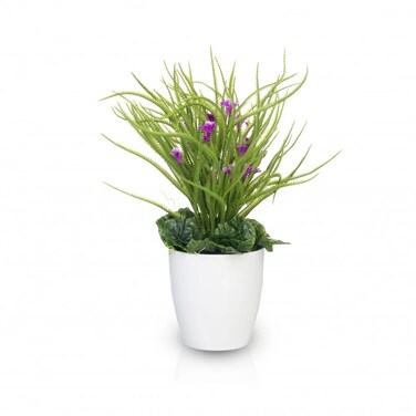 شتلة السرخس الشائكة بورد الموف 55سم