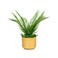 Palm leaves seedling 45 cm