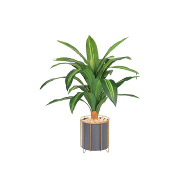 شجره نبات الذره 70سم