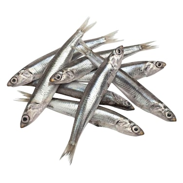 سمك الأنشوفة