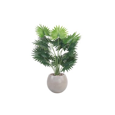 نخل لايف ستونيا ( واشنطني ) 75سم