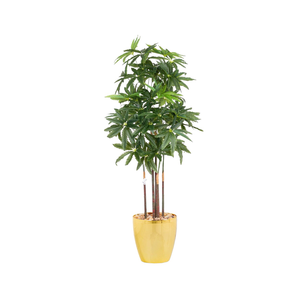 Buy Schaefflera tree 170 cm Online | Carrefour KSA