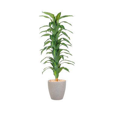 Corn leaf tree 185 cm