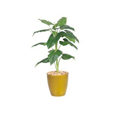 شجره شفليرا الذره 85سم