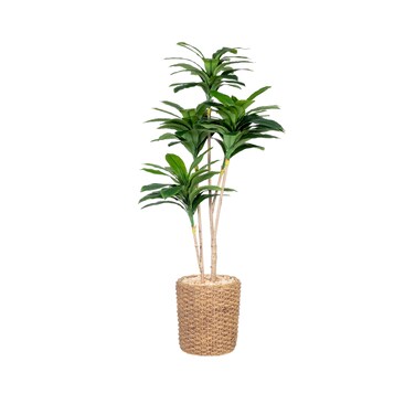 Dracaena tree 195 cm