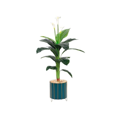 Calla lily plant 125 cm