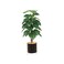 Ficus lyrata tree, multi-leaf, 140 cm