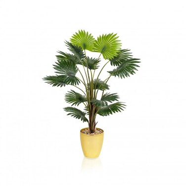 Live Estonia (Washingtonian) palm tree, golden, 135 cm